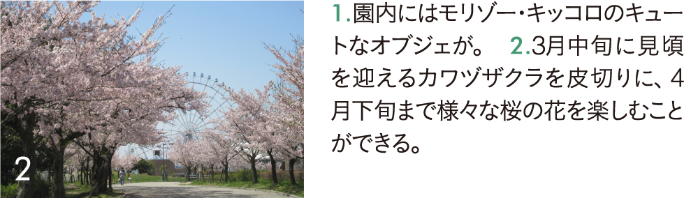 様々な桜の花